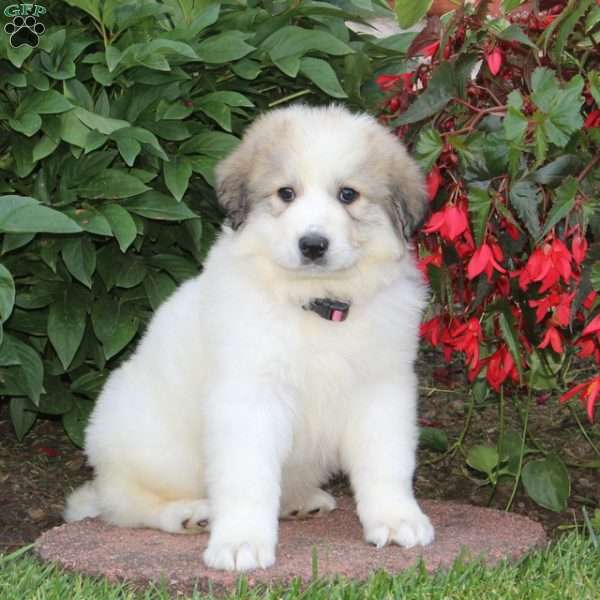 Chloe, Great Pyrenees Puppy